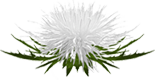 Whitethistle